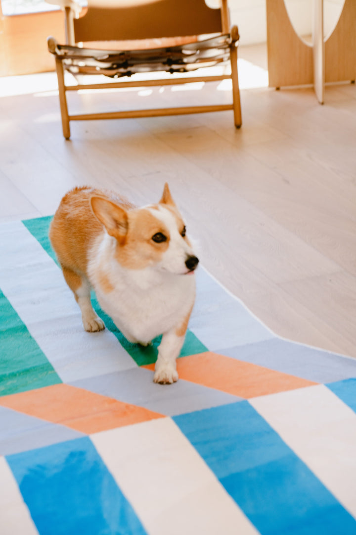 A Dog Walks on LanySpace Illusion Stripe Modern Rug in Living Room